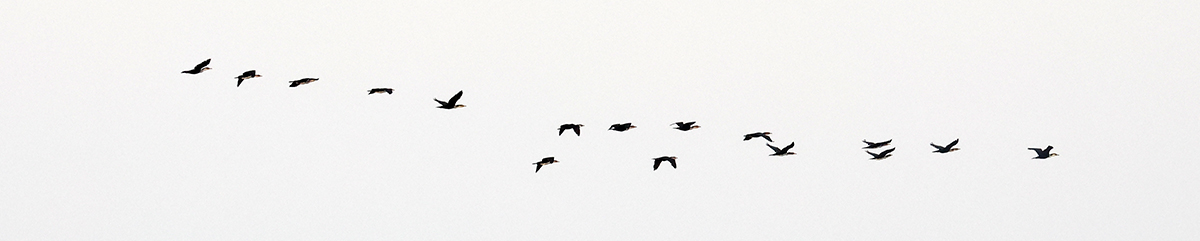 Great Cormorants